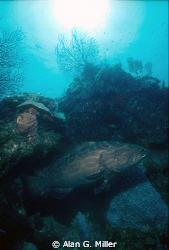 Grouper, shot with a Nikonos V and 15 mm with an Ikelite ... by Alan G. Miller 